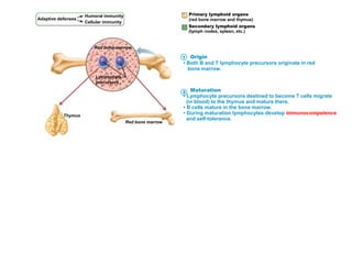 Adaptive defenses
Humoral immunity
Cellular immunity
Primary lymphoid organs
(red bone marrow and thymus)
Secondary lymphoid organs
(lymph nodes, spleen, etc.)
Red bone marrowRed bone marrow
Lymphocyte
precursors
Thymus
Red bone marrow
1
2
Origin
• Both B and T lymphocyte precursors originate in red
bone marrow.
Maturation
• Lymphocyte precursors destined to become T cells migrate
(in blood) to the thymus and mature there.
• B cells mature in the bone marrow.
• During maturation lymphocytes develop immunocompetence
and self-tolerance.
 