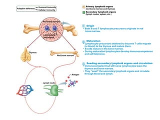 Adaptive defenses
Humoral immunity
Cellular immunity
Primary lymphoid organs
(red bone marrow and thymus)
Secondary lymphoid organs
(lymph nodes, spleen, etc.)
Red bone marrowRed bone marrow
Lymphocyte
precursors
Thymus
Red bone marrow
Lymph node
Antigen
1
2
3
Origin
• Both B and T lymphocyte precursors originate in red
bone marrow.
Maturation
• Lymphocyte precursors destined to become T cells migrate
(in blood) to the thymus and mature there.
• B cells mature in the bone marrow.
• During maturation lymphocytes develop immunocompetence
and self-tolerance.
Seeding secondary lymphoid organs and circulation
• Immunocompetent but still naive lymphocytes leave the
thymus and bone marrow.
• They “seed” the secondary lymphoid organs and circulate
through blood and lymph.
 