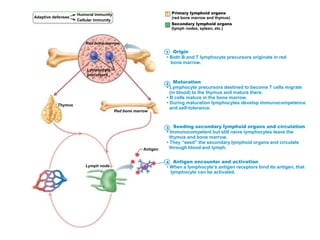 Adaptive defenses
Humoral immunity
Cellular immunity
Primary lymphoid organs
(red bone marrow and thymus)
Secondary lymphoid organs
(lymph nodes, spleen, etc.)
Red bone marrowRed bone marrow
Lymphocyte
precursors
Thymus
Red bone marrow
Lymph node
Antigen
1
2
3
4
Origin
• Both B and T lymphocyte precursors originate in red
bone marrow.
Maturation
• Lymphocyte precursors destined to become T cells migrate
(in blood) to the thymus and mature there.
• B cells mature in the bone marrow.
• During maturation lymphocytes develop immunocompetence
and self-tolerance.
Seeding secondary lymphoid organs and circulation
• Immunocompetent but still naive lymphocytes leave the
thymus and bone marrow.
• They “seed” the secondary lymphoid organs and circulate
through blood and lymph.
Antigen encounter and activation
• When a lymphocyte’s antigen receptors bind its antigen, that
lymphocyte can be activated.
 