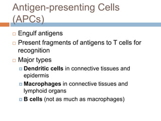 Antigen-presenting Cells
(APCs)
 Engulf antigens
 Present fragments of antigens to T cells for
recognition
 Major types
 Dendritic cells in connective tissues and
epidermis
 Macrophages in connective tissues and
lymphoid organs
 B cells (not as much as macrophages)
 