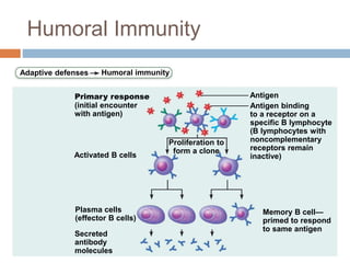 Adaptive defenses Humoral immunity
Primary response
(initial encounter
with antigen)
Antigen
Antigen binding
to a receptor on a
specific B lymphocyte
(B lymphocytes with
noncomplementary
receptors remain
inactive)
Proliferation to
form a clone
Activated B cells
Plasma cells
(effector B cells)
Memory B cell—
primed to respond
to same antigen
Secreted
antibody
molecules
Humoral Immunity
 