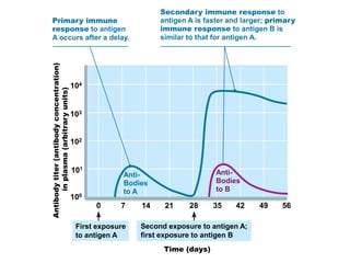 Antibodytiter(antibodyconcentration)
inplasma(arbitraryunits)
100
101
102
103
104
0 7 14 21 28 35 42 49 56
First exposure
to antigen A
Second exposure to antigen A;
first exposure to antigen B
Primary immune
response to antigen
A occurs after a delay.
Secondary immune response to
antigen A is faster and larger; primary
immune response to antigen B is
similar to that for antigen A.
Time (days)
Anti-
Bodies
to A
Anti-
Bodies
to B
 