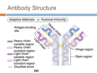 Adaptive defenses Humoral immunity
Antigen-binding
site
Heavy chain
variable region
Heavy chain
constant region
Light chain
variable region
Light chain
constant region
Disulfide bond
Hinge region
Stem region
Antibody Structure
 