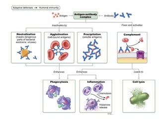 © 2013 Pearson Education,
Inc.
Adaptive defenses Humoral immunity
Antigen
Antigen-antibody
complex
Antibody
Inactivates by Fixes and activates
Neutralization
(masks dangerous
parts of bacterial
exotoxins; viruses)
Agglutination
(cell-bound antigens)
Precipitation
(soluble antigens)
Complement
Enhances Enhances Leads to
Phagocytosis Inflammation Cell lysis
Chemotaxis
Histamine
release
 