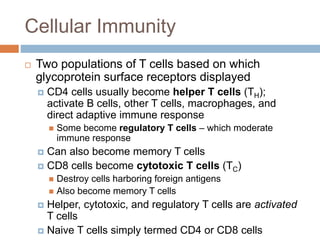 Cellular Immunity
 Two populations of T cells based on which
glycoprotein surface receptors displayed
 CD4 cells usually become helper T cells (TH);
activate B cells, other T cells, macrophages, and
direct adaptive immune response
 Some become regulatory T cells – which moderate
immune response
 Can also become memory T cells
 CD8 cells become cytotoxic T cells (TC)
 Destroy cells harboring foreign antigens
 Also become memory T cells
 Helper, cytotoxic, and regulatory T cells are activated
T cells
 Naive T cells simply termed CD4 or CD8 cells
 