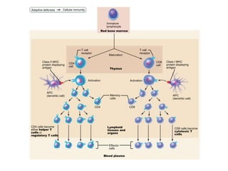 Adaptive defenses Cellular immunity
Immature
lymphocyte
Red bone marrow
T cell
receptor
Maturation
T cell
receptor
Class II MHC
protein displaying
antigen
CD4
cell
Thymus
CD8
cell
Class I MHC
protein displaying
antigen
Activation Activation
APC
(dendritic cell) APC
(dendritic cell)
Memory
cells
CD4 CD8
CD4 cells become
either helper T
cells or
regulatory T cells
Lymphoid
tissues and
organs
CD8 cells become
cytotoxic T
cells
Effector
cells
Blood plasma
 