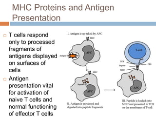 MHC Proteins and Antigen
Presentation
 T cells respond
only to processed
fragments of
antigens displayed
on surfaces of
cells
 Antigen
presentation vital
for activation of
naive T cells and
normal functioning
of effector T cells
 