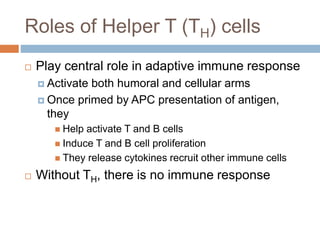 Roles of Helper T (TH) cells
 Play central role in adaptive immune response
 Activate both humoral and cellular arms
 Once primed by APC presentation of antigen,
they
 Help activate T and B cells
 Induce T and B cell proliferation
 They release cytokines recruit other immune cells
 Without TH, there is no immune response
 