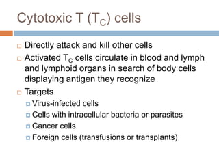 Cytotoxic T (TC) cells
 Directly attack and kill other cells
 Activated TC cells circulate in blood and lymph
and lymphoid organs in search of body cells
displaying antigen they recognize
 Targets
 Virus-infected cells
 Cells with intracellular bacteria or parasites
 Cancer cells
 Foreign cells (transfusions or transplants)
 