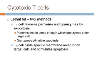Cytotoxic T cells
 Lethal hit – two methods:
 TC cell releases perforins and granzymes by
exocytosis
 Perforins create pores through which granzymes enter
target cell
 Granzymes stimulate apoptosis
 TC cell binds specific membrane receptor on
target cell, and stimulates apoptosis
 