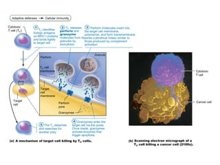 Adaptive defenses Cellular immunity
Cytotoxic
T cell (TC) TC identifies
foreign antigens
on MHC I proteins
and binds tightly
to target cell.
TC releases
perforin and
granzyme
molecules from its
granules by
exocytosis.
Perforin molecules insert into
the target cell membrane,
polymerize, and form transmembrane
pores (cylindrical holes) similar to
those produced by complement
activation.
Perforin
Granule
TC cell
membrane
Target
cell
membrane
Target
cell Perforin
pore
Granzymes
The TC detaches
and searches for
another prey.
Granzymes enter the
target cell via the pores.
Once inside, granzymes
activate enzymes that
trigger apoptosis.
A mechanism of target cell killing by TC cells. Scanning electron micrograph of a
TC cell killing a cancer cell (2100x).
Cytotoxic
T cell
Cancer cell
1 2 3
4
5
 
