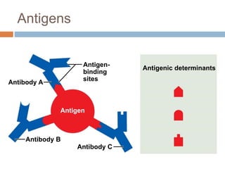 Antibody A
Antigen-
binding
sites
Antibody B
Antibody C
Antigenic determinants
Antigen
Antigens
 