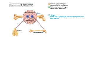 Adaptive defenses
Humoral immunity
Cellular immunity
Primary lymphoid organs
(red bone marrow and thymus)
Secondary lymphoid organs
(lymph nodes, spleen, etc.)
Red bone marrowRed bone marrow
Lymphocyte
precursors
Thymus
Red bone marrow
1 Origin
• Both B and T lymphocyte precursors originate in red
bone marrow.
 