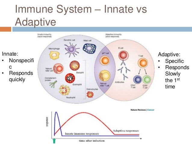 Chapter 21: The Immune System (#2)