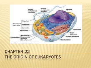 Chapter 22The Origin of Eukaryotes 