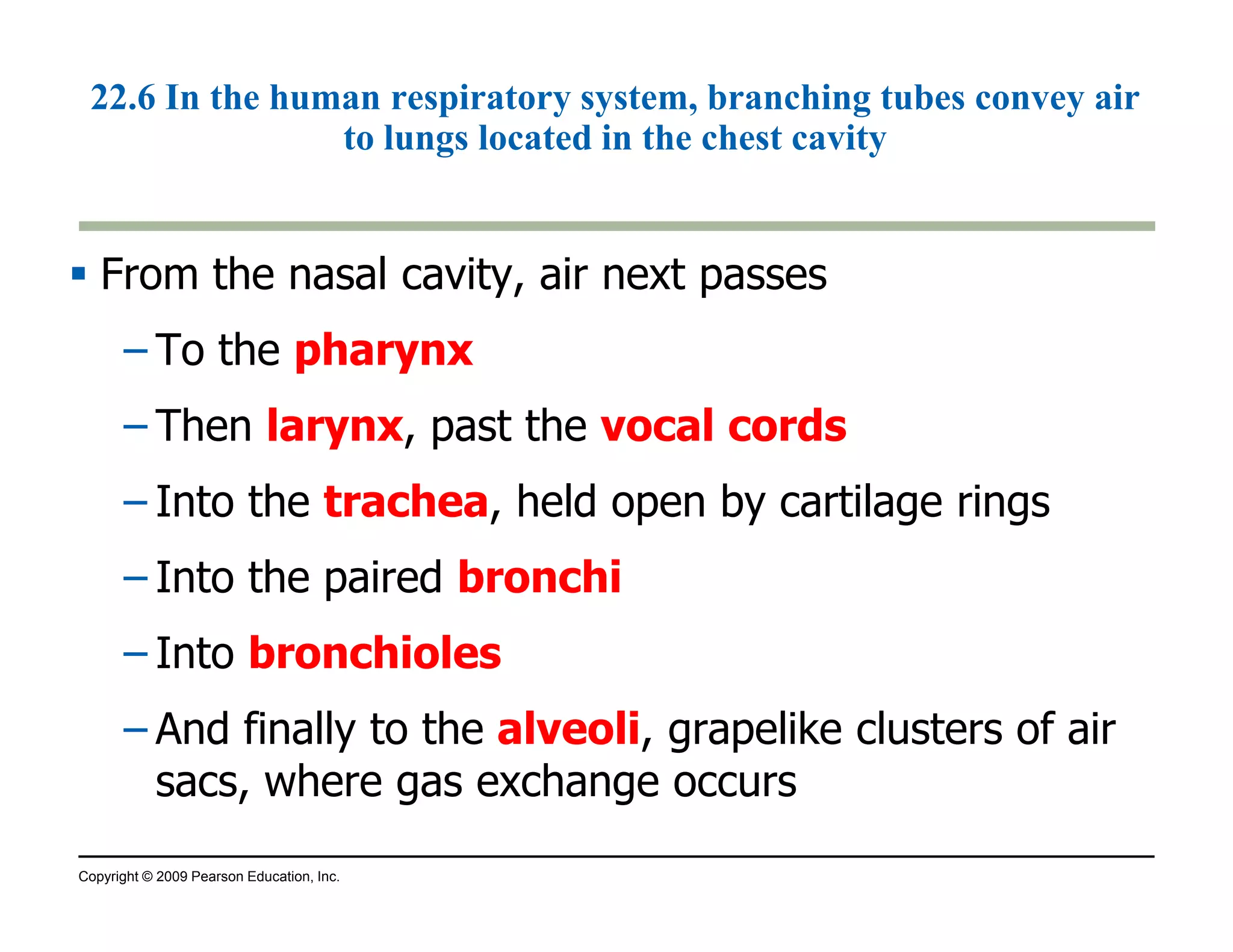 22.6 In the human respiratory system, branching tubes convey air 
to lungs located in the chest cavity 
 From the nasal cavity, air next passes 
– To the pharynx 
– Then larynx, past the vocal cords 
– Into the trachea, held open by cartilage rings 
– Into the paired bronchi 
– Into bronchioles 
– And finally to the alveoli, grapelike clusters of air 
sacs, where gas exchange occurs 
Copyright © 2009 Pearson Education, Inc. 
 