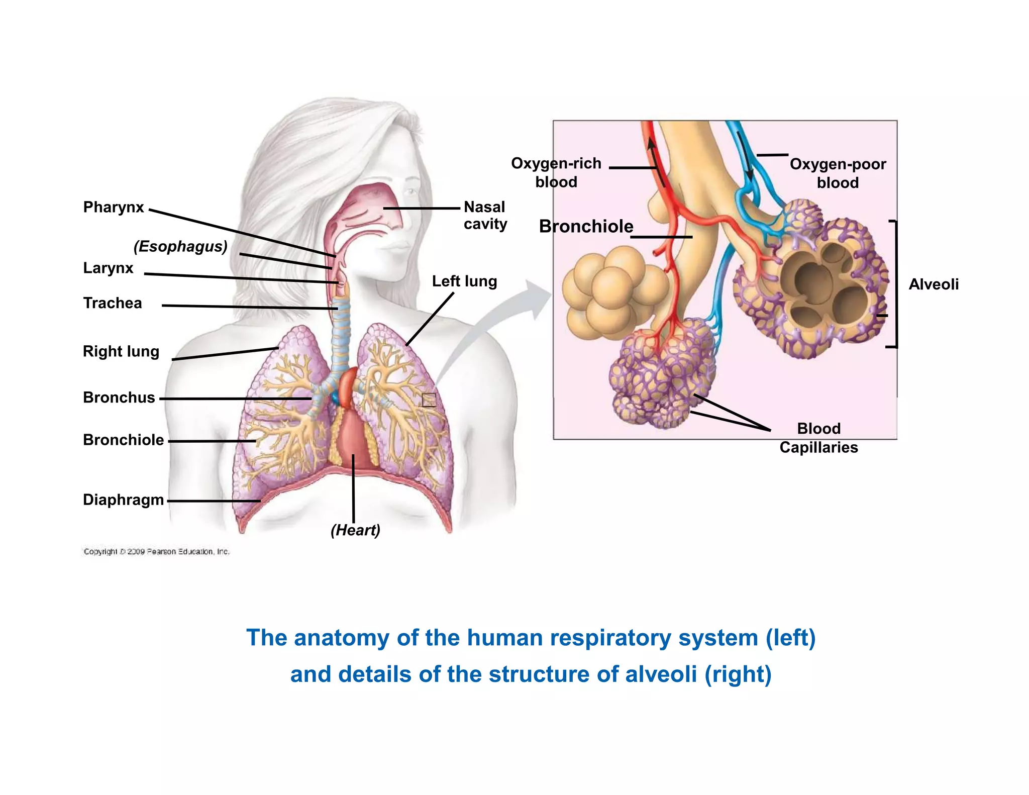 Oxygen-rich 
blood 
Bronchiole 
Oxygen-poor 
blood 
Nasal 
cavity 
Left lung 
Pharynx 
(Esophagus) 
Larynx 
Trachea 
Right lung 
Bronchus 
Alveoli 
Blood 
Capillaries 
Bronchiole 
Diaphragm 
(Heart) 
The anatomy of the human respiratory system (left) 
and details of the structure of alveoli (right) 
 