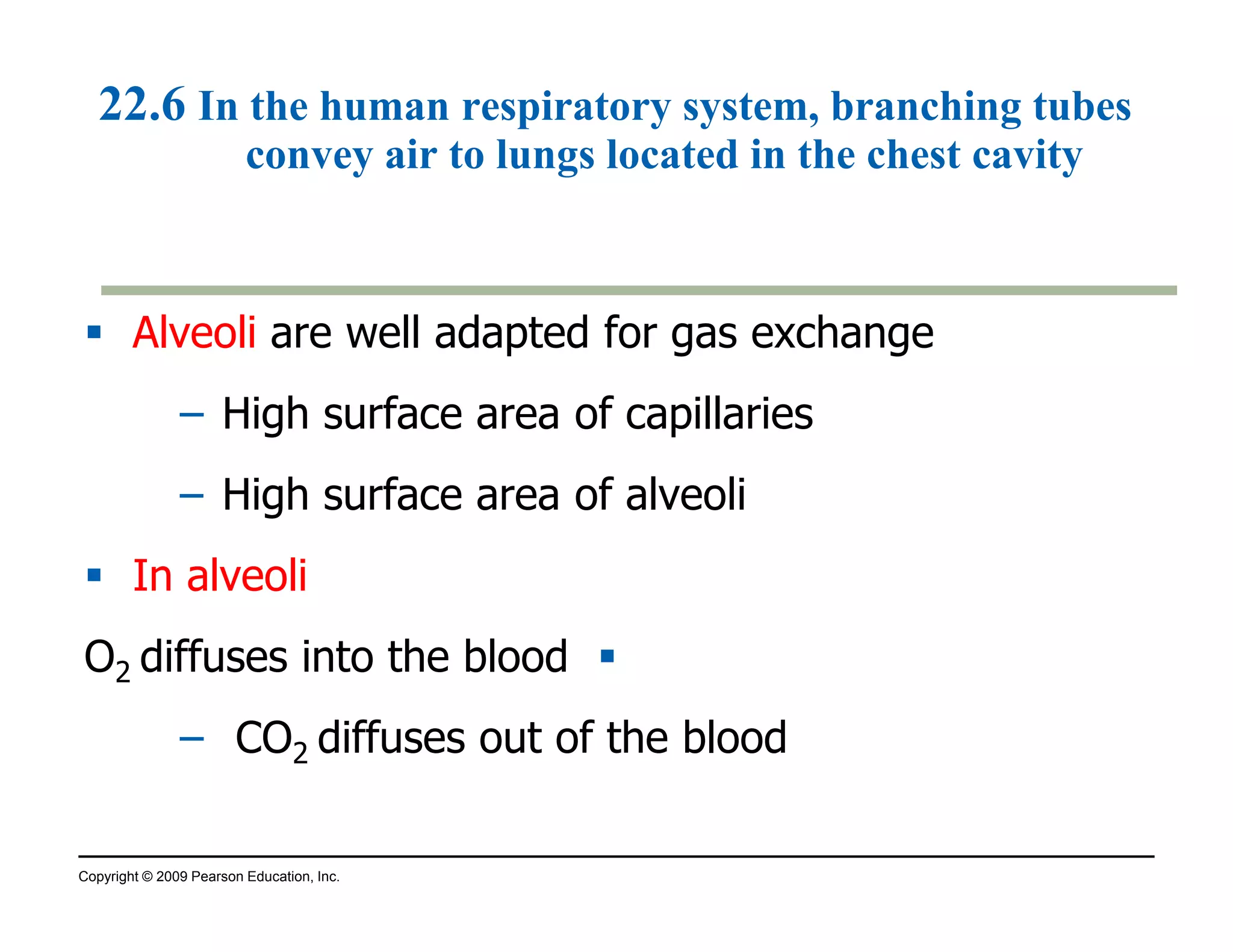 22.6 In the human respiratory system, branching tubes 
convey air to lungs located in the chest cavity 
 Alveoli are well adapted for gas exchange 
– High surface area of capillaries 
– High surface area of alveoli 
 In alveoli 
O  2 diffuses into the blood 
– CO2 diffuses out of the blood 
Copyright © 2009 Pearson Education, Inc. 
 