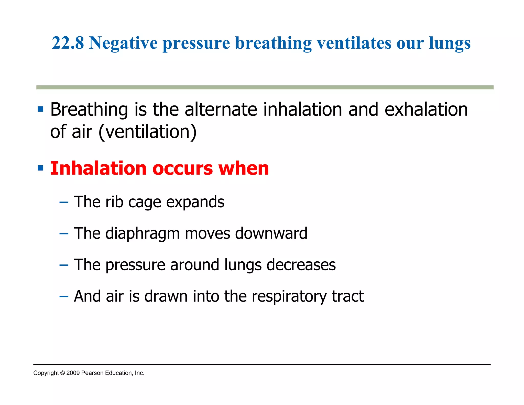 22.8 Negative pressure breathing ventilates our lungs 
 Breathing is the alternate inhalation and exhalation 
of air (ventilation) 
 Inhalation ooccccuurrss wwhheenn 
– The rib cage expands 
– The diaphragm moves downward 
– The pressure around lungs decreases 
– And air is drawn into the respiratory tract 
Copyright © 2009 Pearson Education, Inc. 
 