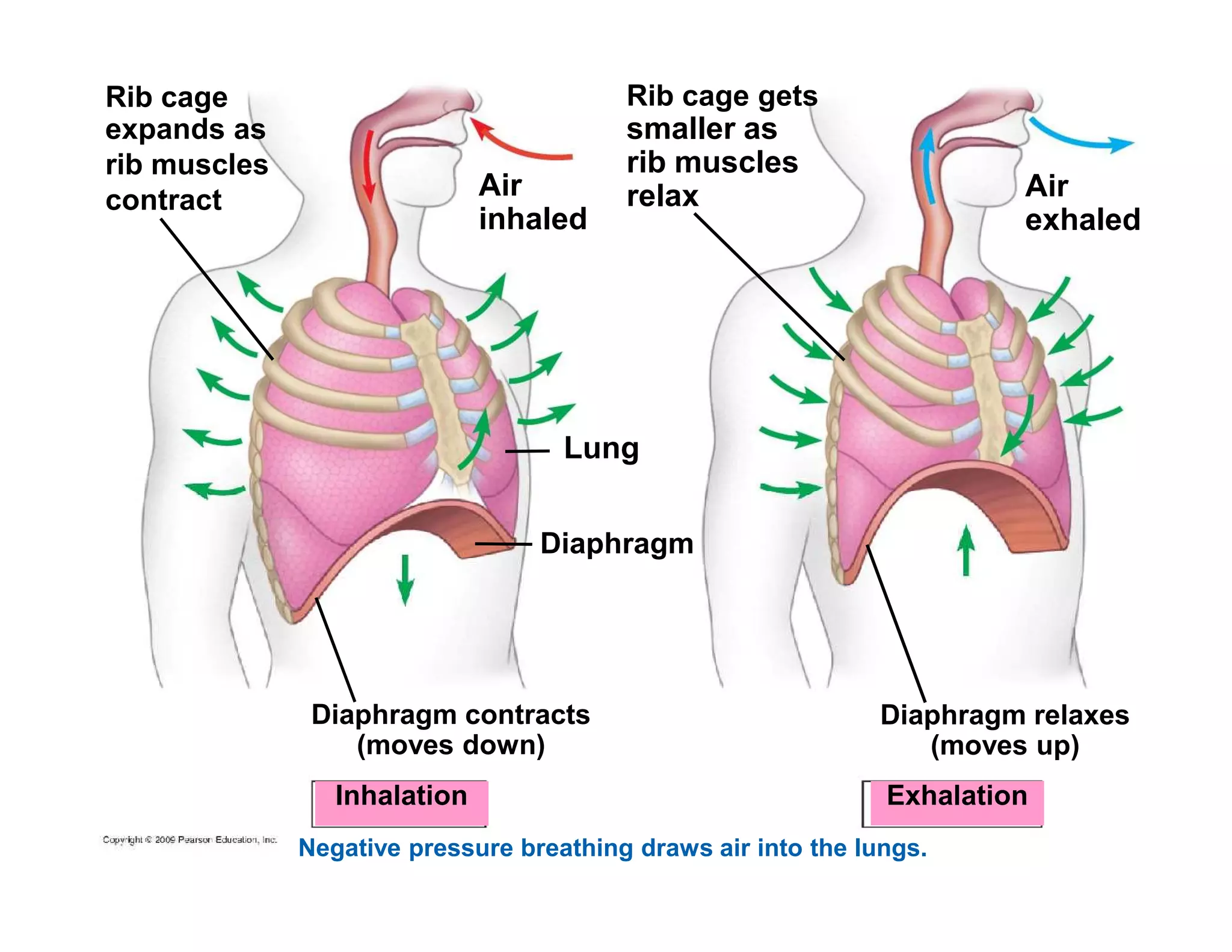 Air 
inhaled 
Lung 
Air 
exhaled 
Rib cage 
expands as 
rib muscles 
contract 
Rib cage gets 
smaller as 
rib muscles 
relax 
Diaphragm contracts 
(moves down) 
Diaphragm relaxes 
(moves up) 
Diaphragm 
Inhalation Exhalation 
Negative pressure breathing draws air into the lungs. 
 