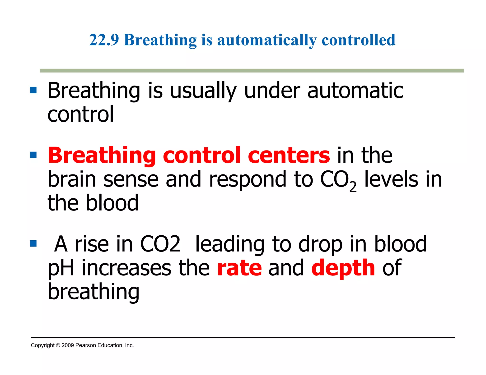 22.9 Breathing is automatically controlled 
 Breathing is usually under automatic 
control 
 Breathing control centers in the 
brain sense and respond to CO2 levels in 
the blood 
 A rise in CO2 leading to drop in blood 
pH increases the rate and depth of 
breathing 
Copyright © 2009 Pearson Education, Inc. 
 