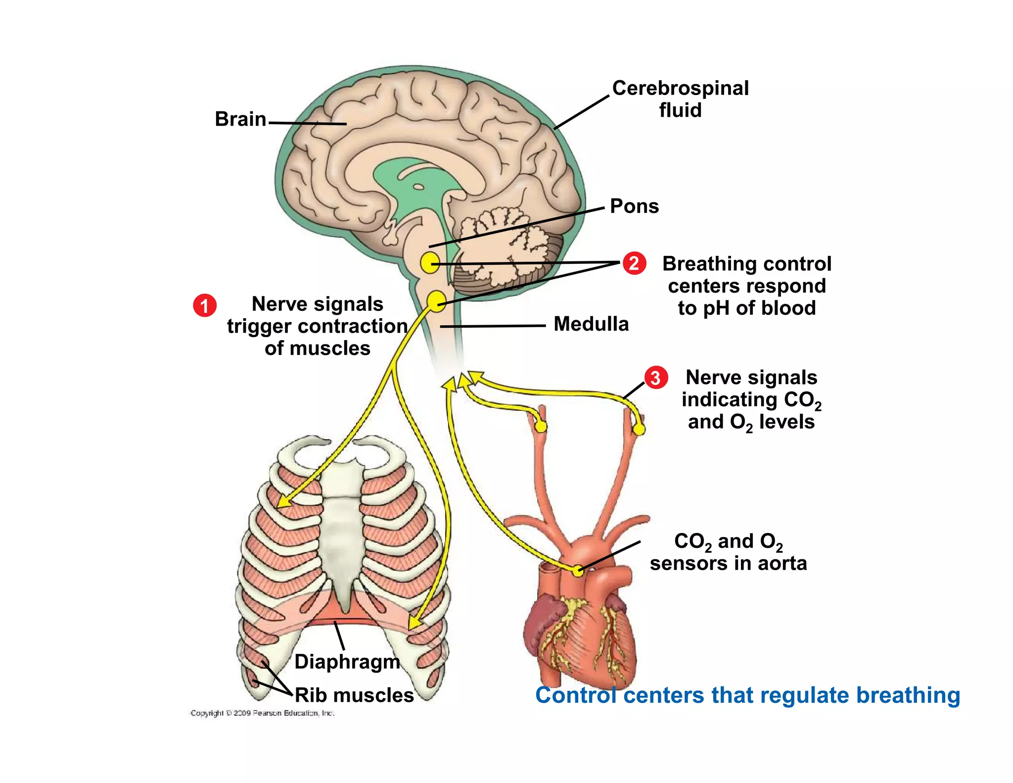 Cerebrospinal 
fluid 
Pons 
Medulla 
Brain 
Nerve signals 
trigger contraction 
of muscles 
1 
Breathing control 
centers respond 
to pH of blood 
2 
Nerve signals 
indicating CO 
3 
Diaphragm 
Rib muscles 
CO2 
and O2 levels 
CO2 and O2 
sensors in aorta 
Control centers that regulate breathing 
 