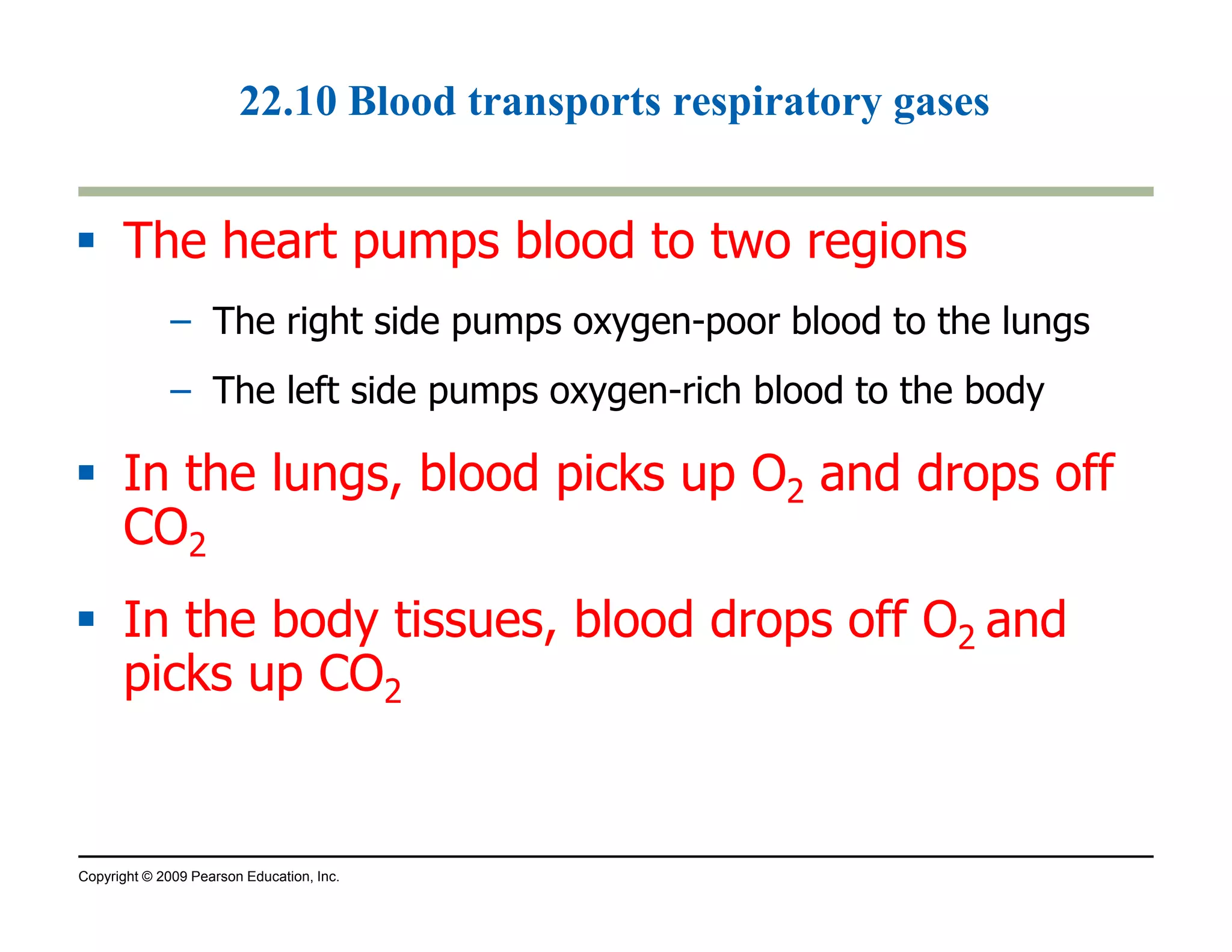 22.10 Blood transports respiratory gases 
 The heart pumps blood to two regions 
– The right side pumps oxygen-poor blood to the lungs 
– The left side pumps oxygen-rich blood to the body 
 In the lungs, blood picks up O2 and drops off 
CO2 
 In the body tissues, blood drops off O2 and 
picks up CO2 
Copyright © 2009 Pearson Education, Inc. 
 
