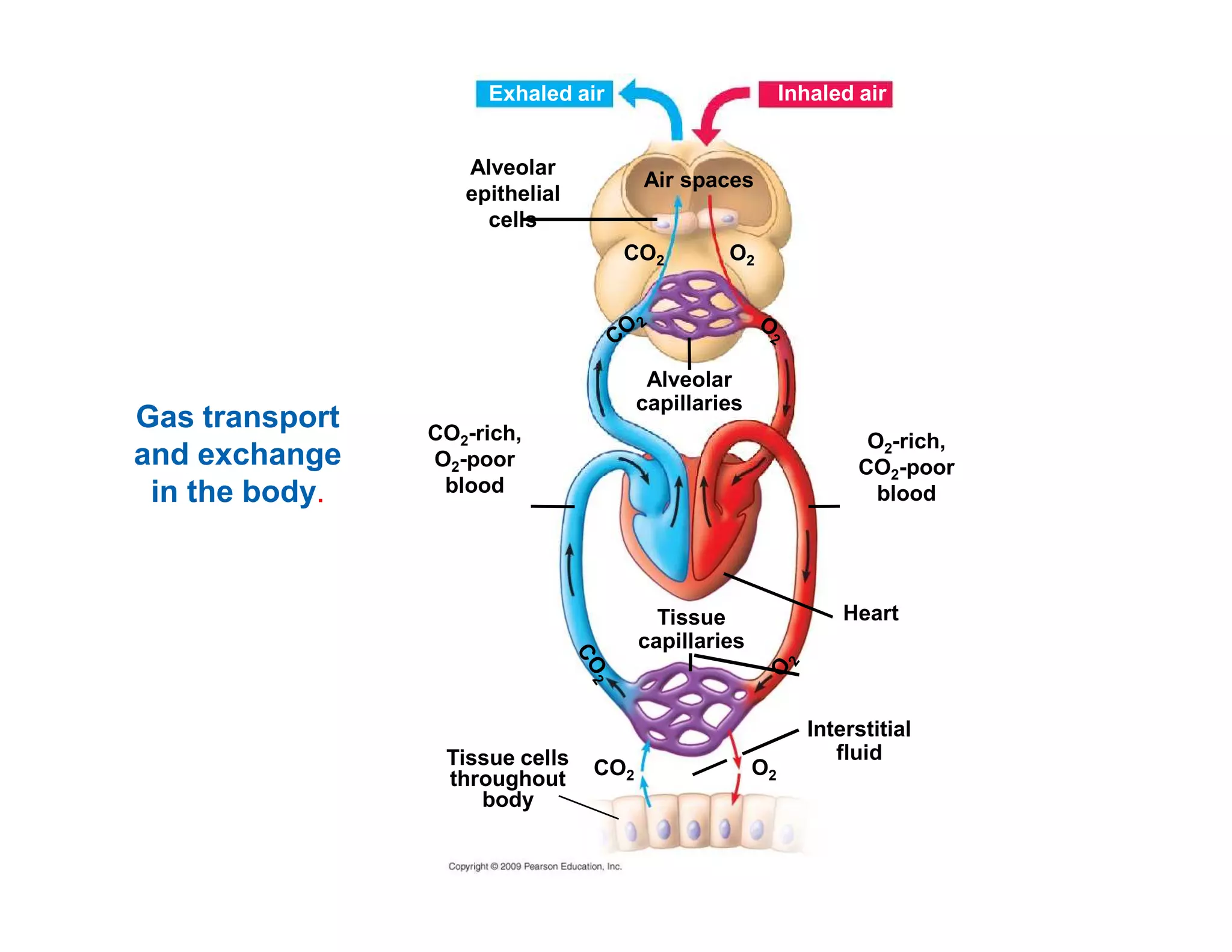 Exhaled air Inhaled air 
Alveolar 
epithelial 
cells 
CO2 O2 
CO2-rich, 
O2-poor 
blood 
O2-rich, 
CO2-poor 
Air spaces 
Alveolar 
capillaries Gas transport 
and exchange 
in the body. 
blood 
Tissue 
capillaries 
Tissue cells 
throughout 
body 
Heart 
Interstitial 
fluid 
CO2 O2 
 
