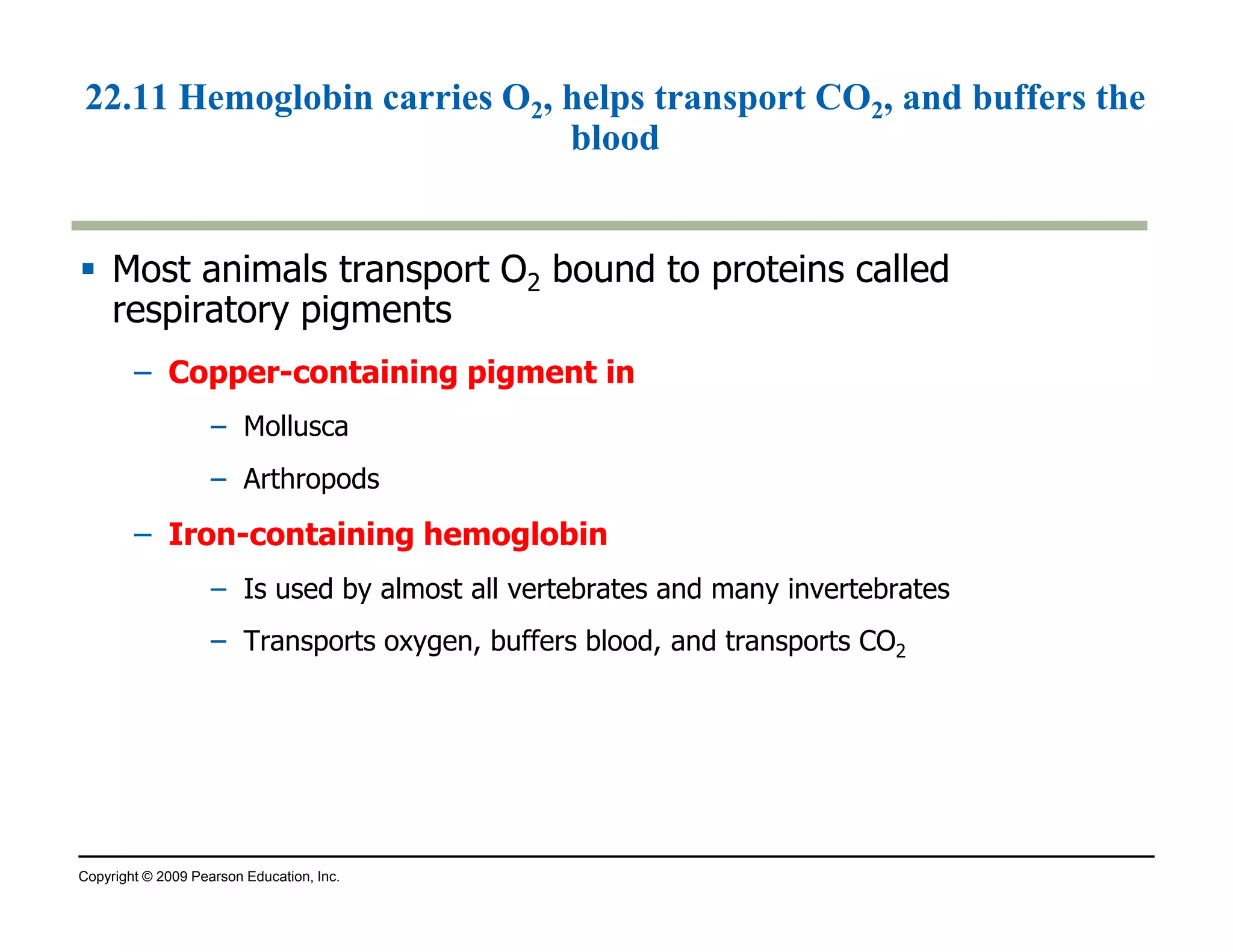 22.11 Hemoglobin carries O2, helps transport CO2, and buffers the 
blood 
 Most animals transport O2 bound to proteins called 
respiratory pigments 
– Copper-containing pigment in 
– Mollusca 
– Arthropods 
– Iron-containing hemoglobin 
– Is used by almost all vertebrates and many invertebrates 
– Transports oxygen, buffers blood, and transports CO2 
Copyright © 2009 Pearson Education, Inc. 
 