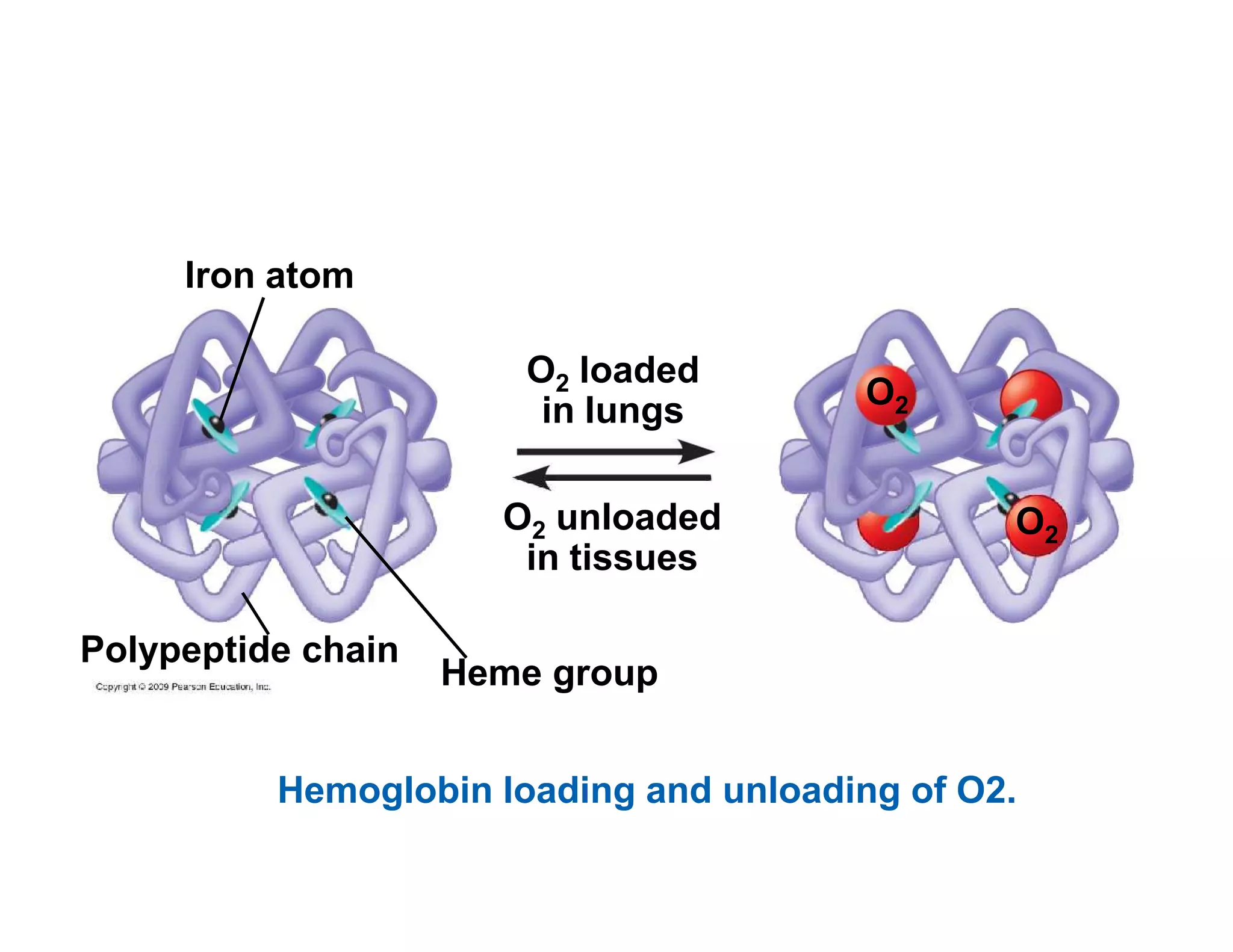 O2 loaded 
in lungs 
Iron atom 
O2 
O2 unloaded 
in tissues 
Polypeptide chain 
O2 
Heme group 
Hemoglobin loading and unloading of O2. 
 