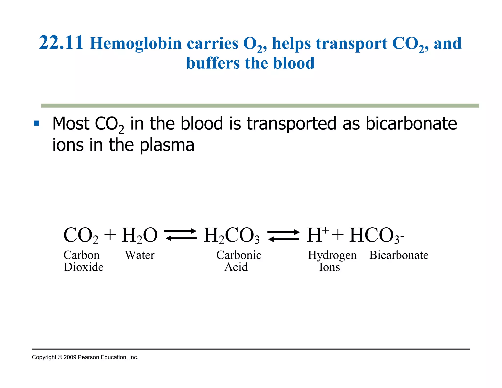 22.11 Hemoglobin carries O2, helps transport CO2, and 
buffers the blood 
 Most CO2 in the blood is transported as bicarbonate 
ions in the plasma 
CO + H O ı H CO ı H + HCO 
+ 2 2 2 3 3- 
Carbon Water Carbonic Hydrogen Bicarbonate 
Dioxide Acid Ions 
Copyright © 2009 Pearson Education, Inc. 
 