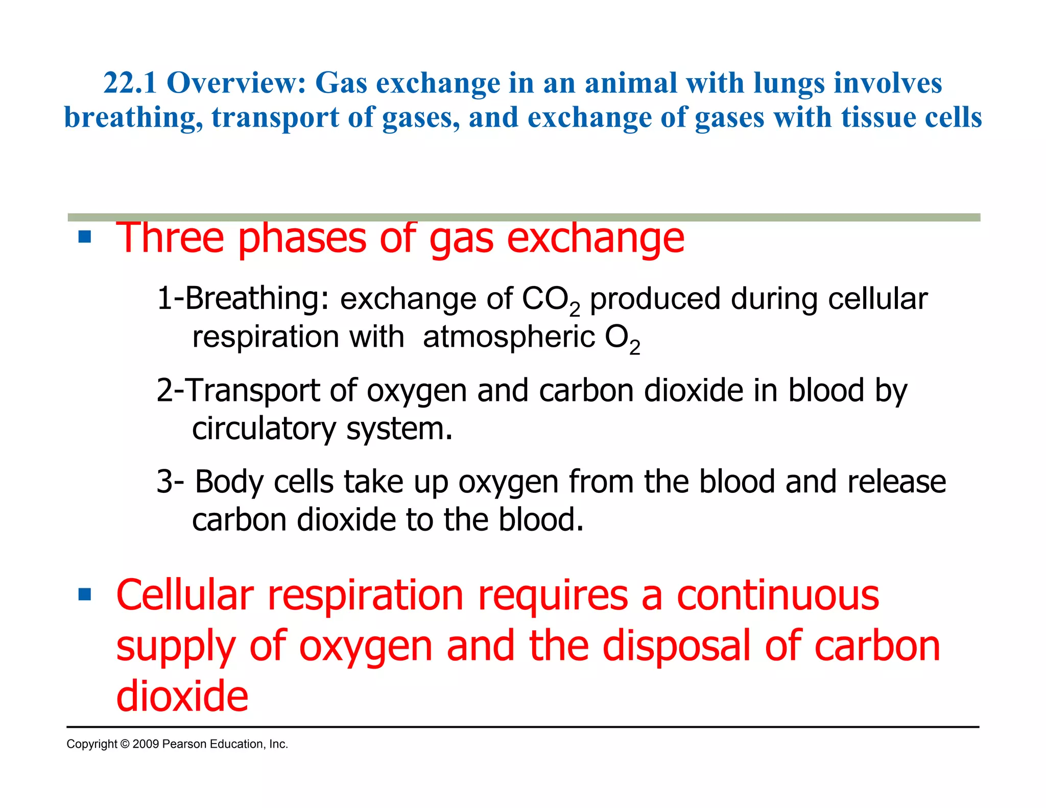 22.1 Overview: Gas exchange in an animal with lungs involves 
breathing, transport of gases, and exchange of gases with tissue cells 
 Three phases ooff ggaass eexxcchhaannggee 
1-Breathing: exchange of CO2 produced during cellular 
respiration with atmospheric O2 
2-Transport of oxygen and carbon dioxide in blood by 
circulatory system. 
3- Body cells take up oxygen from the blood and release 
carbon dioxide to the blood. 
 CCeelllluullaarr rreessppiirraattiioonn rreeqquuiirreess aa ccoonnttiinnuuoouuss 
ssuuppppllyy ooff ooxxyyggeenn aanndd tthhee ddiissppoossaall ooff ccaarrbboonn 
ddiiooxxiiddee 
Copyright © 2009 Pearson Education, Inc. 
 
