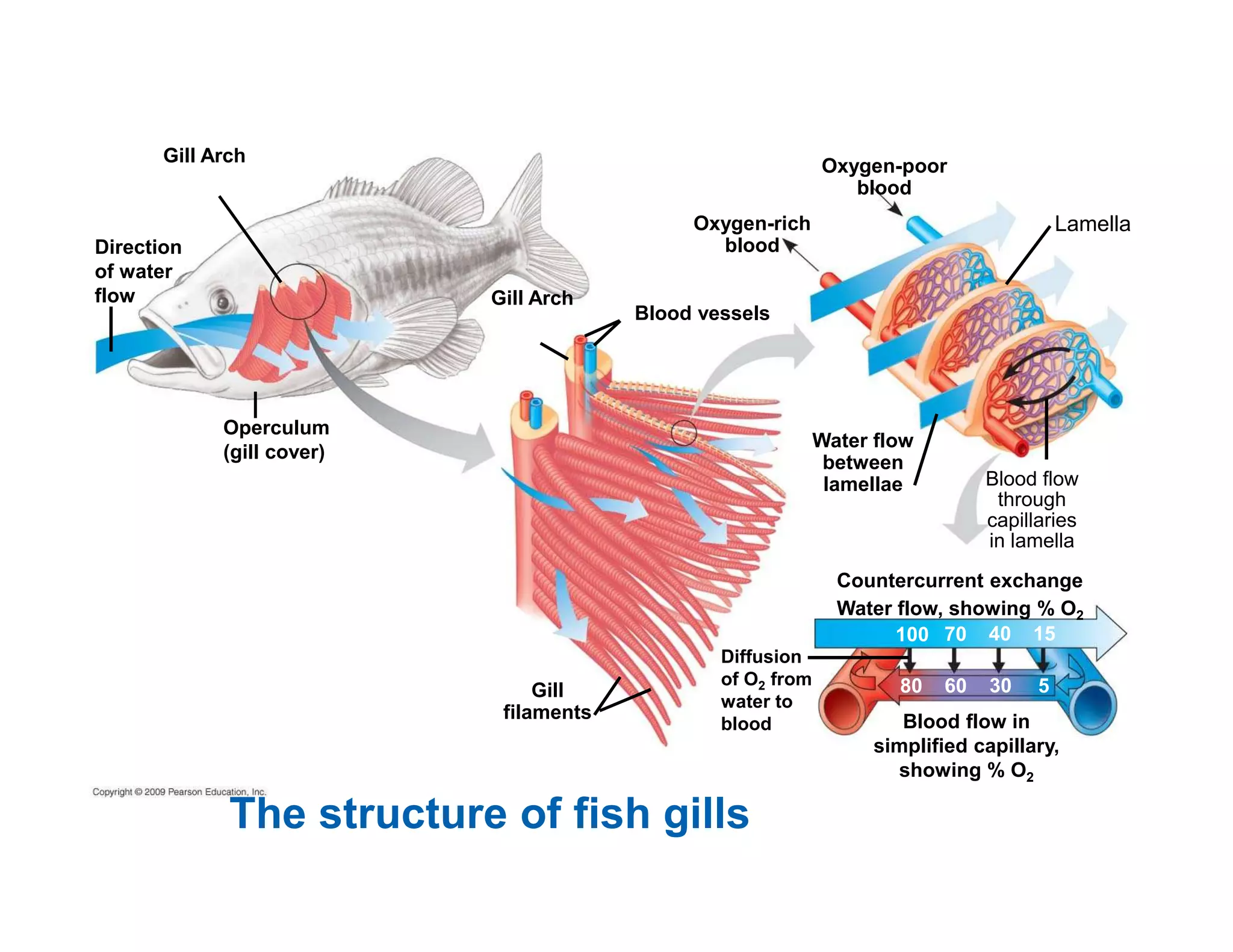 Gill Arch 
Direction 
of water 
flow 
Operculum 
(gill cover) 
Oxygen-rich 
blood 
Blood vessels 
Oxygen-poor 
blood 
Lamella 
Water flow 
between 
lamellae 
Gill Arch 
Blood flow 
Gill 
filaments 
Countercurrent exchange 
Blood flow in 
simplified capillary, 
showing % O2 
Diffusion 
of O2 from 
water to 
blood 
Water flow, showing % O2 
100 70 40 15 
80 60 30 5 
The structure of fish gills 
through 
capillaries 
in lamella 
 