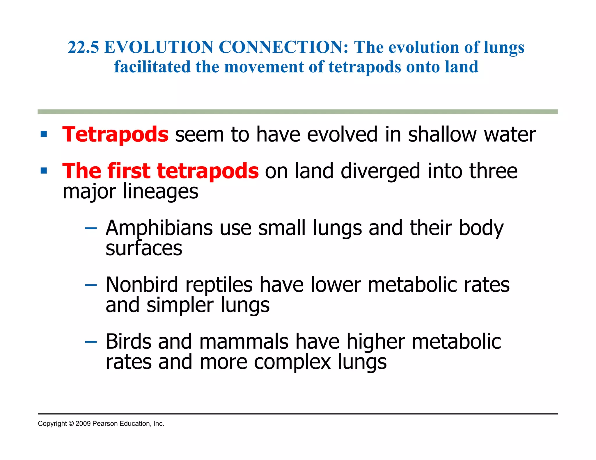 22.5 EVOLUTION CONNECTION: The evolution of lungs 
facilitated the movement of tetrapods onto land 
 Tetrapods seem to have evolved in shallow water 
 The first tetrapods on land diverged into three 
major lineages 
– Amphibians use small lungs and their body 
surfaces 
– Nonbird reptiles have lower metabolic rates 
and simpler lungs 
– Birds and mammals have higher metabolic 
rates and more complex lungs 
Copyright © 2009 Pearson Education, Inc. 
 