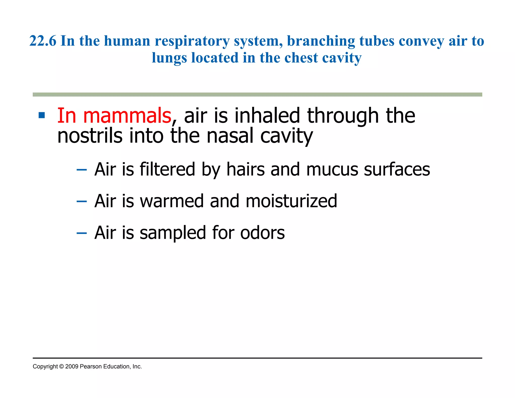 22.6 In the human respiratory system, branching tubes convey air to 
lungs located in the chest cavity 
 IInn mmaammmmaallss, air is inhaled through the 
nostrils into the nasal cavity 
– Air is filtered by hairs and mucus surfaces 
– Air is warmed and moisturized 
– Air is sampled for odors 
Copyright © 2009 Pearson Education, Inc. 
 