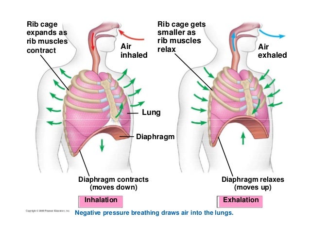 inhalation diagram chapter 22 gas exchange compatibility mode inhalation diagram chapter 22 gas exchange compatibility mode