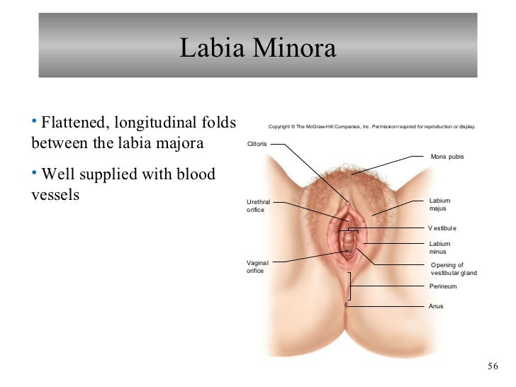 Chapter 22 Reproductive System