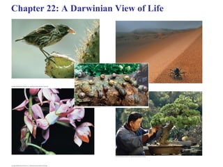 Chapter 22: A Darwinian View of Life  