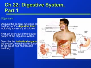 Ch 22: Digestive System, Part 1 Objectives: Discuss the general functions and anatomy of the  digestive tract,  including accessory structures. First, an overview of the tubular nature of the digestive system. Describe the  individual organs   of the system, including a discussion of the gross and microscopic anatomy. 