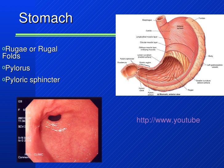 Chapter22 digestivepart1marieb