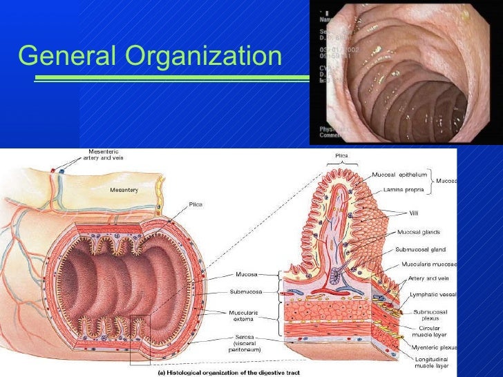 Chapter22 digestivepart1marieb