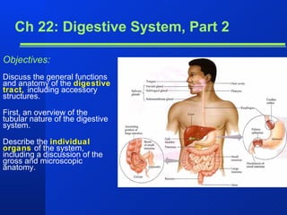 Ch 22: Digestive System, Part 2 Objectives: Discuss the general functions and anatomy of the  digestive tract,  including accessory structures. First, an overview of the tubular nature of the digestive system. Describe the  individual organs   of the system, including a discussion of the gross and microscopic anatomy. 