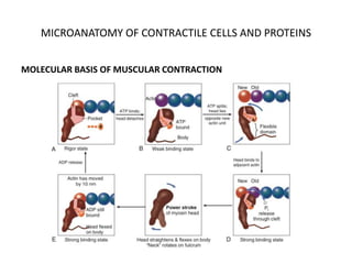 Chapter 22 Mechanism of Cardiac Contraction.pptx