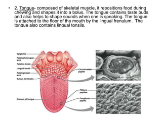 • 2. Tongue- composed of skeletal muscle, it repositions food during
chewing and shapes it into a bolus. The tongue contains taste buds
and also helps to shape sounds when one is speaking. The tongue
is attached to the floor of the mouth by the lingual frenulum. The
tongue also contains lingual tonsils.
 
