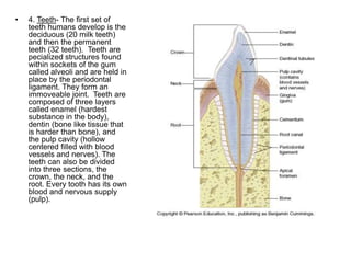 • 4. Teeth- The first set of
teeth humans develop is the
deciduous (20 milk teeth)
and then the permanent
teeth (32 teeth). Teeth are
pecialized structures found
within sockets of the gum
called alveoli and are held in
place by the periodontal
ligament. They form an
immoveable joint. Teeth are
composed of three layers
called enamel (hardest
substance in the body),
dentin (bone like tissue that
is harder than bone), and
the pulp cavity (hollow
centered filled with blood
vessels and nerves). The
teeth can also be divided
into three sections, the
crown, the neck, and the
root. Every tooth has its own
blood and nervous supply
(pulp).
 