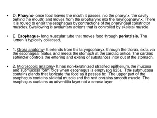 • D. Pharynx- once food leaves the mouth it passes into the pharynx (the cavity
behind the mouth) and moves from the oropharynx into the laryngopharynx. There
it is routed to enter the esophagus by contractions of the pharyngeal constrictor
muscles. Swallowing is avoluntary actions that is controlled by skeletal muscle.
• E. Esophagus- long muscular tube that moves food through peristalsis. The
lumen is typically collapsed.
• 1. Gross anatomy- It extends from the laryngopharyx, through the thorax, exits via
the esophageal hiatus, and meets the stomach at the cardiac orifice. The cardiac
sphincter controls the entering and exiting of substances into/ out of the stomach.
• 2. Microscopic anatomy- It has non-keratinized stratified epithelium, the mucosa
and submucosa form folds when esophagus is empty (pg 623). Tthe submucosa
contains glands that lubricate the food as it passes by. The upper part of the
esophagus contains skeletal muscle and the rest contains smooth muscle. The
esophagus contains an adventitia layer not a serosa layer.
 