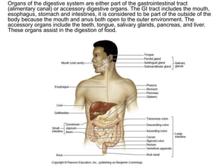 Organs of the digestive system are either part of the gastrointestinal tract
(alimentary canal) or accessory digestive organs. The GI tract includes the mouth,
esophagus, stomach and intestines, it is considered to be part of the outside of the
body because the mouth and anus both open to the outer environment. The
accessory organs include the teeth, tongue, salivary glands, pancreas, and liver.
These organs assist in the digestion of food.
 