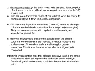 2. Microscopic anatomy- the small intestine is designed for absorption
of nutrients, thus its modifications increase its surface area by 200
square feet.
a. Circular folds- transverse ridges (1 cm tall) that force the chyme to
spiral as it slows it down to increase absorption.
b. Villi- these are finger-like projections (1mm tall) made up of simple
columnar epithelial cells specialized for absorption (enterocytes).
They are in close contact with capillaries and lacteal (lymph
vessels that absorb fat)
c. Microvilli- microscopic folds on the apical side of the simple
columnar epithelial cell in the mucosa. The folds increase the
surface area of the cell's membrane allowing for greater
interaction. This is also the area where chemical digestion is
completed.
Intestinal crypts contain cells that produce digestive juice in the small
intestine and stem cell replace the epithelium every 3-6 days.
Duodenal glands also secrete a solution that neutralizes stomach
acid.
 