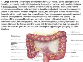 H. Large intestine- Area where food remains for 12-24 hours. Some absorption and
digestion occurs (by bacteria) it is primarily designed to reabsorb water and electrolytes.
1. Gross anatomy- It is wider than the small intestine but shorter. It is divided into the
cecum (opening of ileum to large intestine, has iliocecal valve), the vermiform appendix
(opens to the cecum, contains lymphoid tissue), the colon (has at least four sections),
the rectum (has rectal valves that prevent feces from being passed along with gas) and
the anal canal (external to abdominal pelvic cavity, has external anal canal). The
sections of the colon and bends are: ascending colon, right colic (hepatic) flexure,
transverse colon, left colic (splenic) flexure, descending colon, and sigmoid colon and
rectum. Some of the feature are: the teniae coli (longitudincal strips that run along the
colon), the haustra (pockets or sacs) and the epiploic appendages (hanging fat filled
pouches)
 