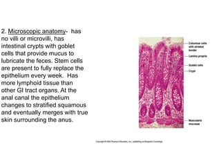 2. Microscopic anatomy- has
no villi or microvilli, has
intestinal crypts with goblet
cells that provide mucus to
lubricate the feces. Stem cells
are present to fully replace the
epithelium every week. Has
more lymphoid tissue than
other GI tract organs. At the
anal canal the epithelium
changes to stratified squamous
and eventually merges with true
skin surrounding the anus.
 